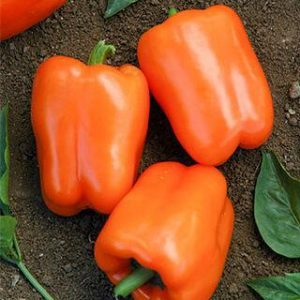 12" Pepper - Orange Blaze ONLY AVAILABLE IN STORE