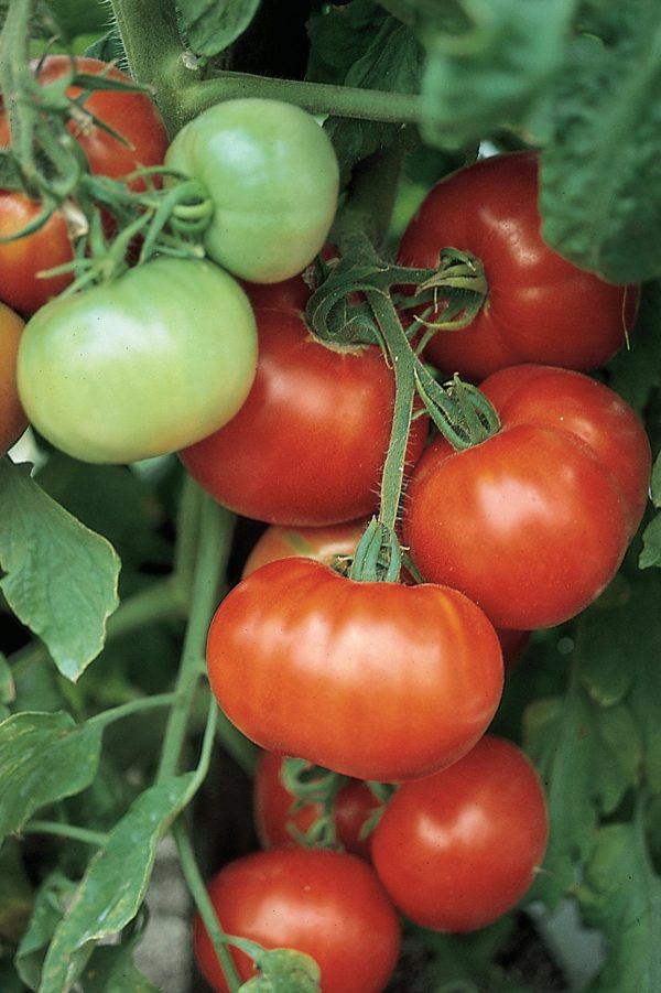 12" Tomato - Fantastico ONLY AVAILABLE IN STORE