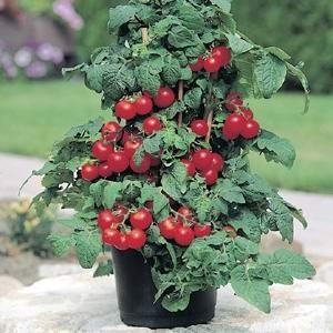 12" Tomato - Patio ONLY AVAILABLE IN STORE