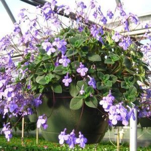 12" HERO - Streptocarpella Hanging Baskets ONLY AVAILABLE IN STORE
