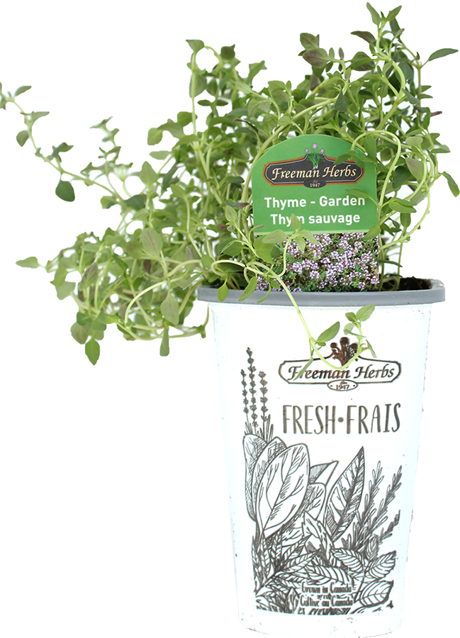 Garden Thyme 4" TERRA Greenhouses