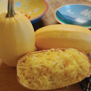 4" Squash - Spaghetti ONLY AVAILABLE IN STORE