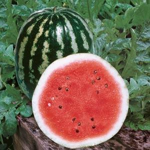 4" Watermelon - Crimson Sweet *NEW* ONLY AVAILABLE IN STORE