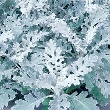 4" Dusty Miller - Pack 5 - AVAILABLE IN STORE ONLY