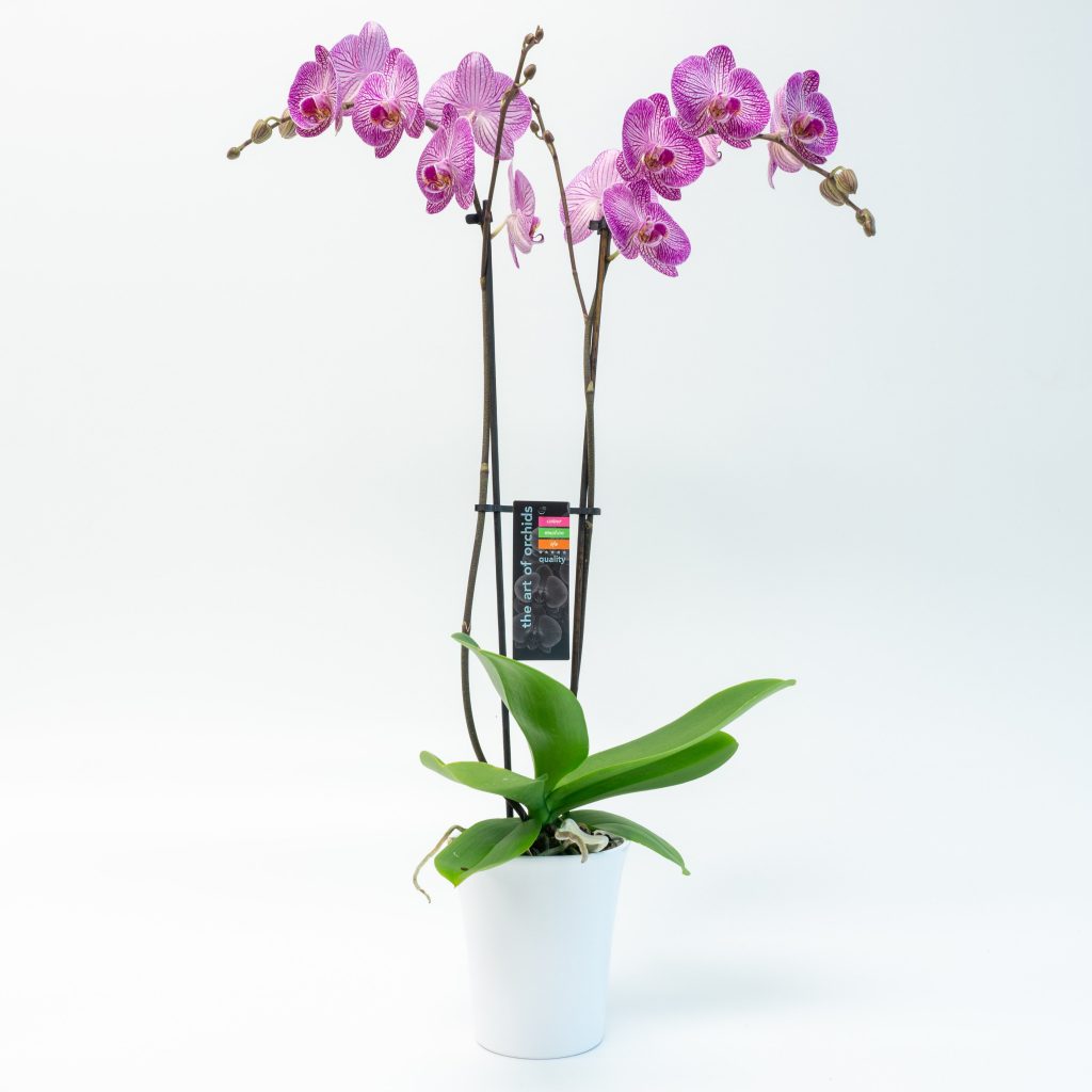 Magnifica Orchid Double Spike in Ceramic Pot TERRA Greenhouses