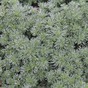 Artemesia Silver Mound 1gal SOLD OUT
