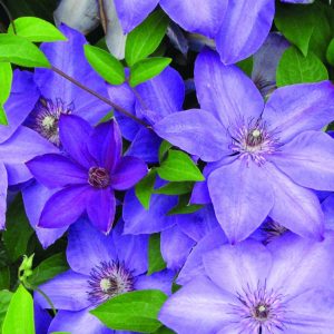 Clematis 1gal S