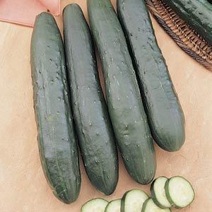 4" Cucumber ONLY AVAILABLE IN STORE