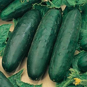 4" Cucumber Marketmore ONLY AVAILABLE IN STORE
