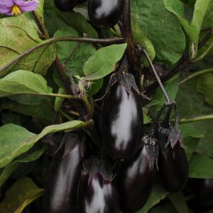 12" Patio Planter - Eggplant Patio Baby *NEW* ONLY AVAILABLE IN STORE