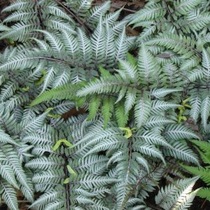 Fern Japanese Painted 1gal AVAILABLE IN STORE ONLY