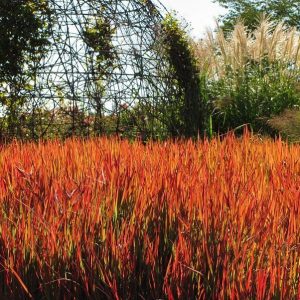 Ornamental Grass Imperata Red Baron - Japanese Blood Grass 1 Gal