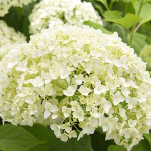 Hydrangea arb. Annabelle 2gal AVAILABLE IN STORE ONLY ON SALE