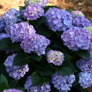 Hydrangea Let's Dance Blue Jangles PW 2gal AVAILABLE ONLY IN STORE - ON SALE