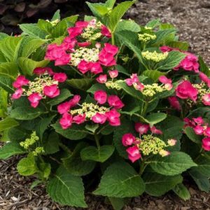 Hydrangea Cherry Explosion 2gal SOLD OUT