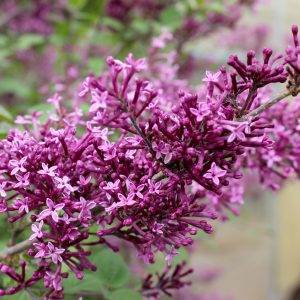 Bloomerang Lilac 2gal ONLY AVAILABLE IN STORE
