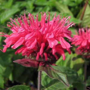 Monarda Pink 1gal AVAILABLE IN STORE ONLY