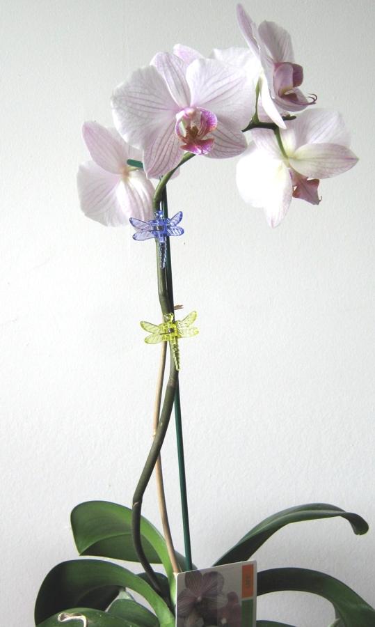 Orchid Stake And Clip Kit