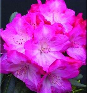 Rhododendron light pink 2gal AVAILABLE ONLY IN STORE