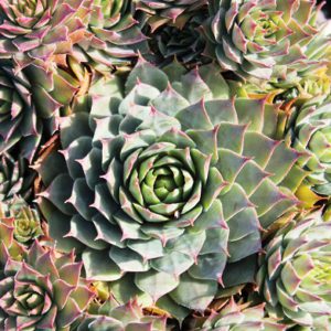 hens and chicks green blue