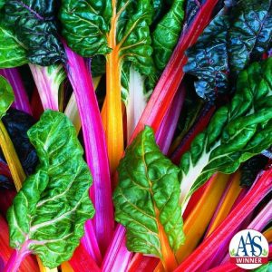 4" Swiss Chard - Bright Lights ONLY AVAILABLE IN STORE