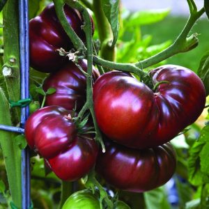 6" Tomato Heirloom - Black Krim ONLY AVAILABLE IN STORE