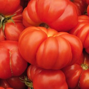 6" Tomato Heirloom - Brandywine ONLY AVAILABLE IN STORE