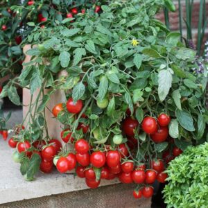 A cascading plant loaded with ripe cherry tomatoes grows in a pot on a porch.