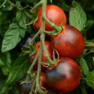 4" Tomato Cherry- Indigo Cherry Drops* - SOLD OUT