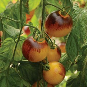 4" Tomato Cherry - Indigo Fireball - SOLD OUT