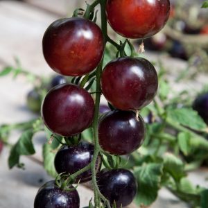 4" Tomato Cherry - Indigo Rose - SOLD OUT