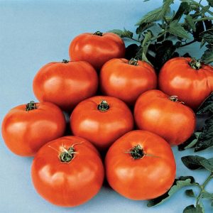 6" Tomato - Jet Star ONLY AVAILABLE IN STORE