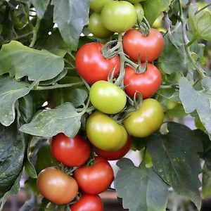 12" Tomato - Summerlast *NEW* ONLY AVAILABLE IN STORE