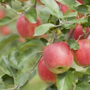 Apple Combination Tree 10gal - AVAILABLE IN STORE ONLY