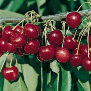 Cherry assorted 7gal AVAILABLE IN STORE ONLY