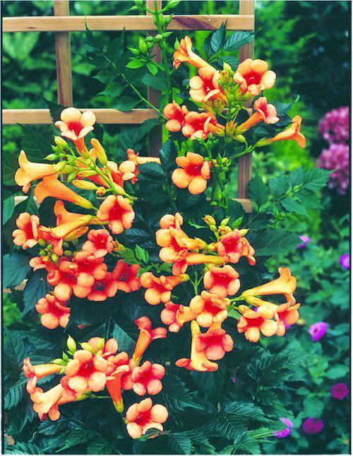 Trumpet Vine 2gal AVAILABLE IN STORE ONLY