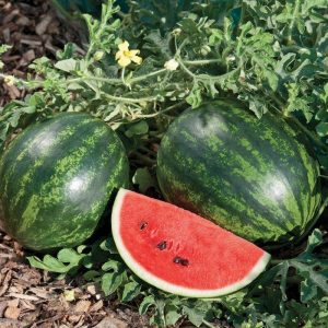 4" Watermelon - Mini Love *NEW* - ONLY AVAILABLE IN STORE