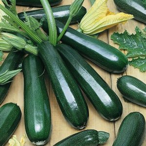 4" Zucchini - Dark Green ONLY AVAILABLE IN STORE