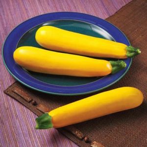 4" Zucchini - Golden Glory Yellow ONLY AVAILABLE IN STORE