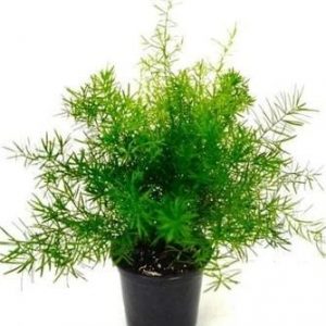 4" Asparagus Fern - Pack 5 SOLD OUT