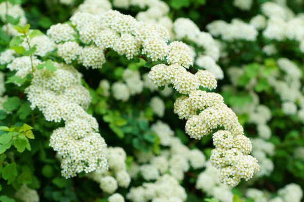 Spirea Bridal Wreath 2 gal  AVAILABLE IN STORE ONLY