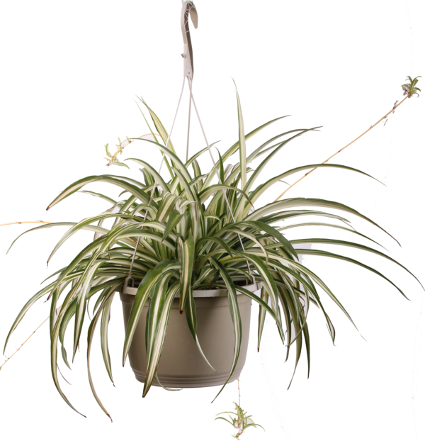 10" Spider Plant Hanging Basket TERRA Greenhouses