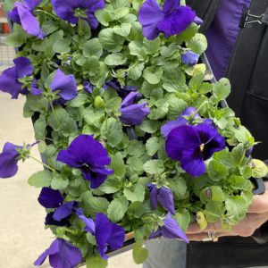 flat of pansy in blue