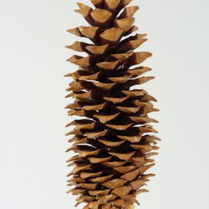 Pinecone on stick - Sugar - Natural - single