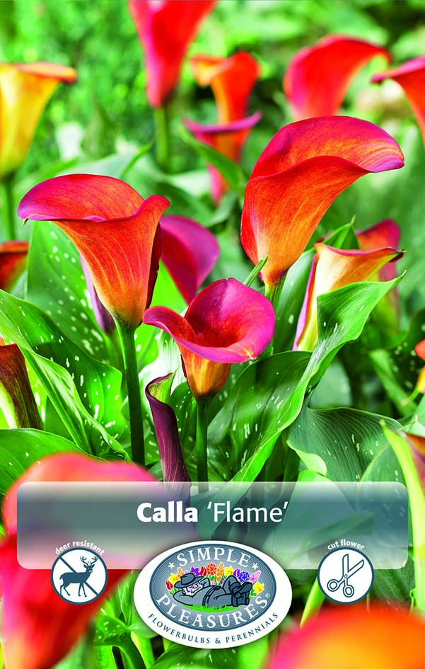 Calla lily bulb Flame 1 per pack