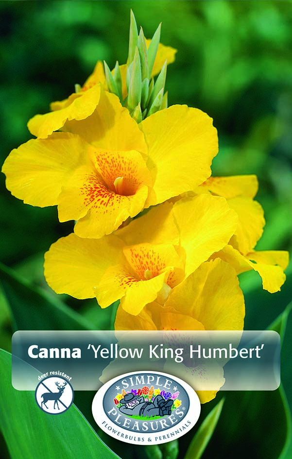 canna bulb Yellow king humbert 1 per pack