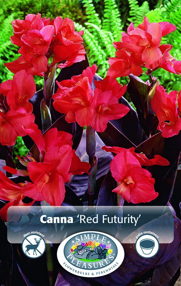 canna bulb Dwarf Red Futurity1 per pack