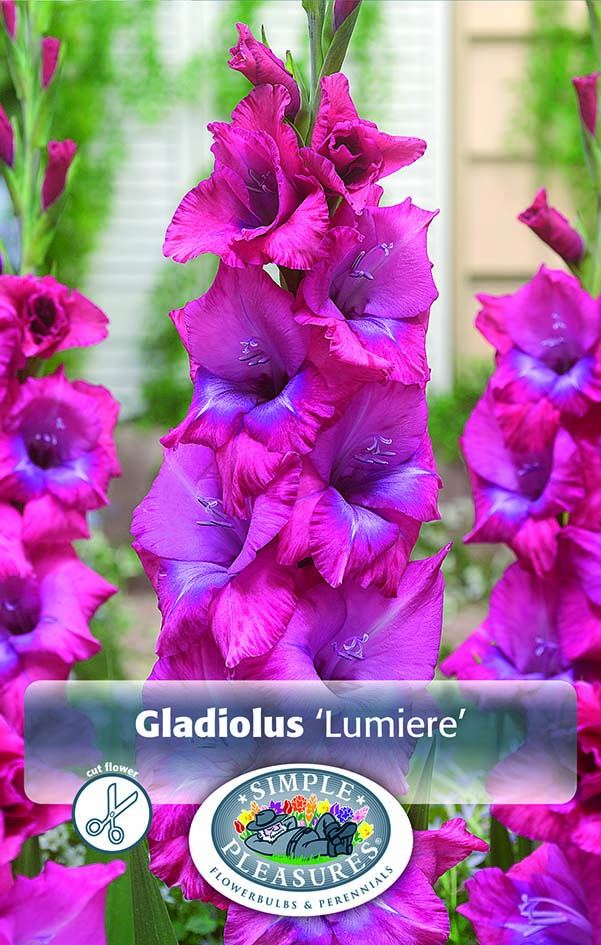 Gladiolus lumiere 10 per pack