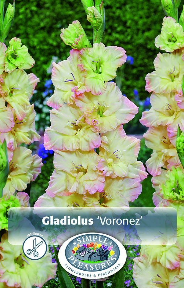 Gladiolus bulbs Voronez 10 per pack