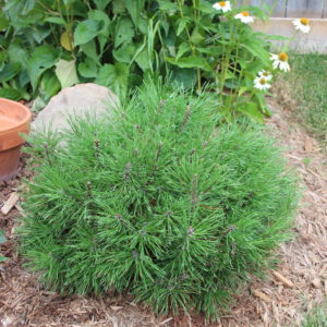 mugo pine evergreen